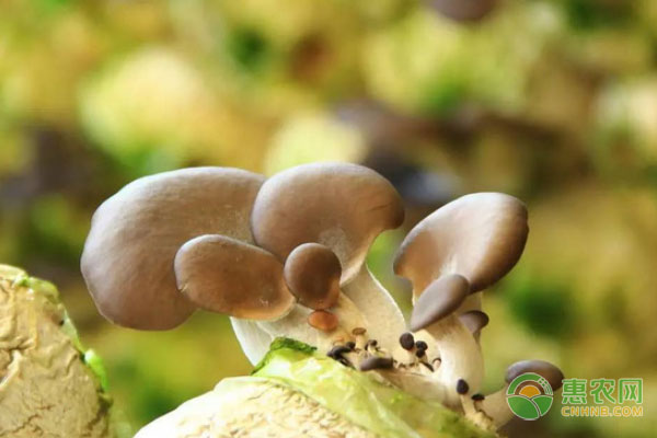 阳台平菇的种植步骤及养护要点